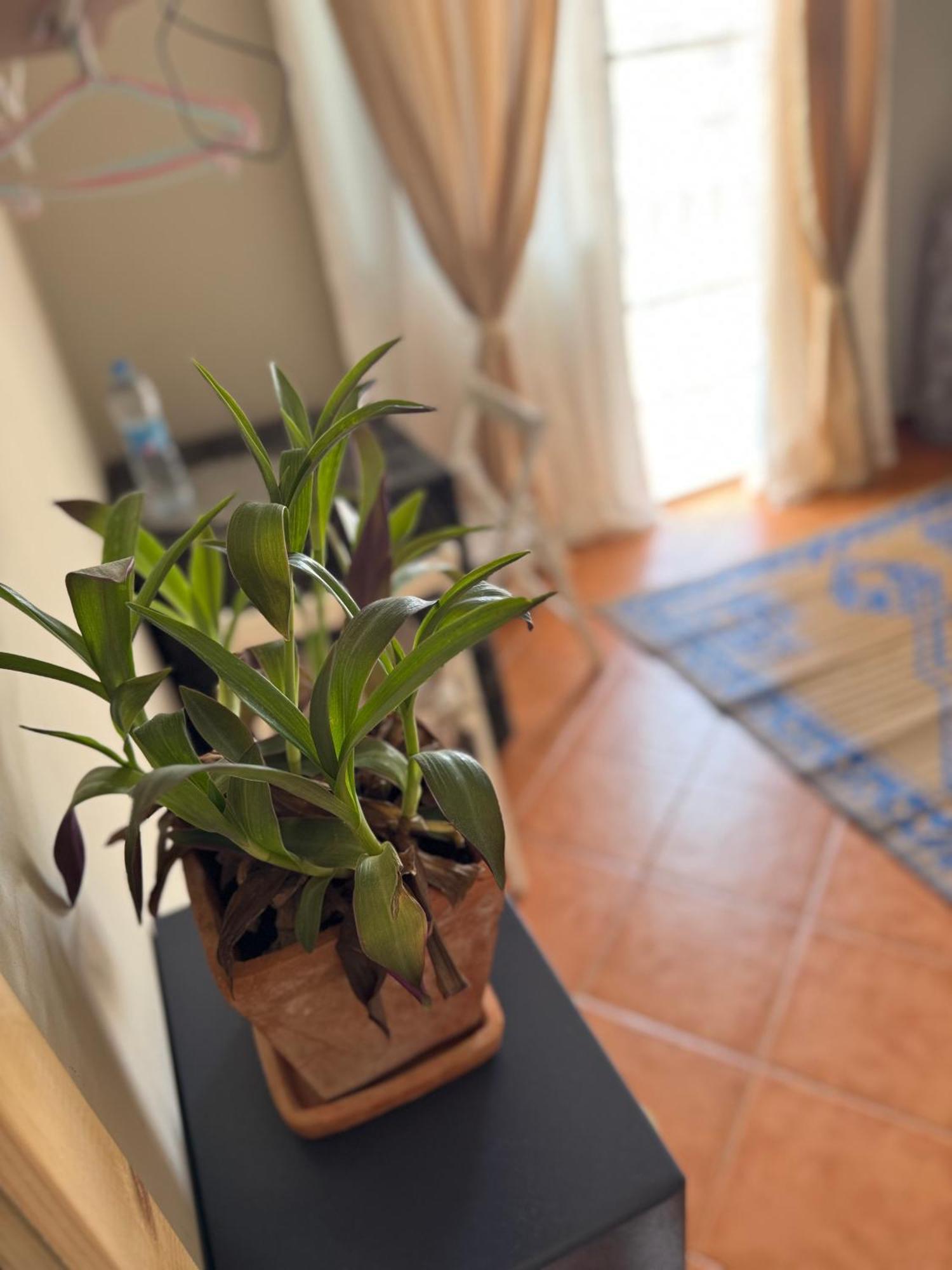 B&B Mi Ma Bo, Sal Rei, Boa Vista, Cape Verde, Free Wi-Fi Екстериор снимка
